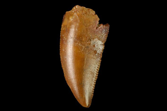 Serrated, Raptor Tooth - Real Dinosaur Tooth #152468